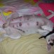 Puccas Babys